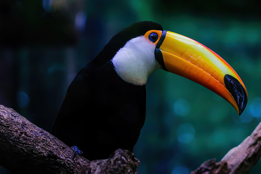 Toucan with black feather and orange bill on the branch of a tree. Exotic bird