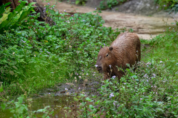 istock Capybara, the biggest rodent on Earth 1490948650