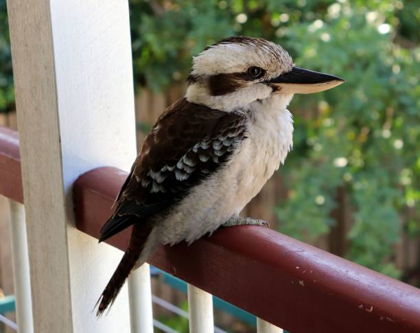 istock High-resolution closeup shot of a Kookaburra 1490949641