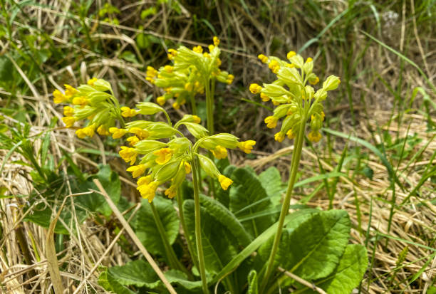 istock Early bloomers (primroses) in the forest in spring. 1490950023