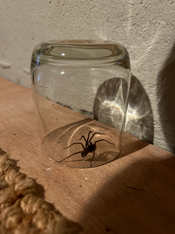 trapped spider under glass