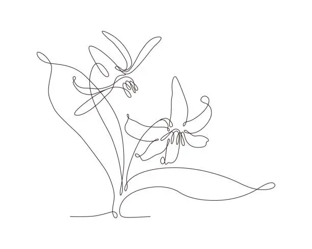 Vector illustration of Trout Lily Flower Single Line Drawing with Editable Stroke