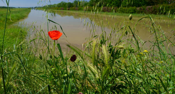 istock Italian landscape with red poppy in foreground 1490952920