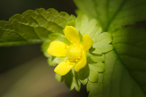 Pretty flower of a yellow Mock strawberry (Potentilla indica) that quietly blooms in the shade of the forest (Close up macro photograph)