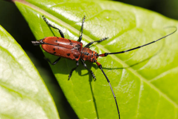 istock Red bamboo longicorn beetle with rare black crest in Japanese forest (Sunny outdoor field, close up macro photography) 1490954218