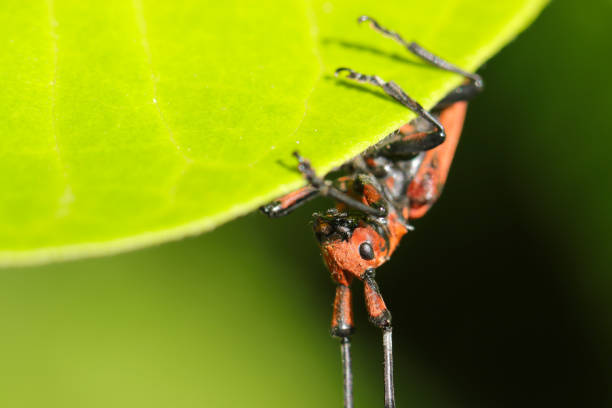 istock Red bamboo longicorn beetle with rare black crest in Japanese forest (Sunny outdoor field, close up macro photography) 1490954236