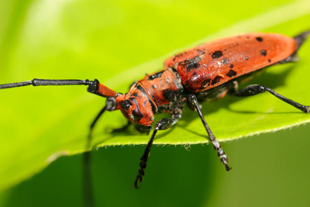 istock Red bamboo longicorn beetle with rare black crest in Japanese forest (Sunny outdoor field, close up macro photography) 1490954238