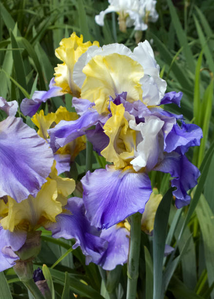 Three Color Iris stock photo