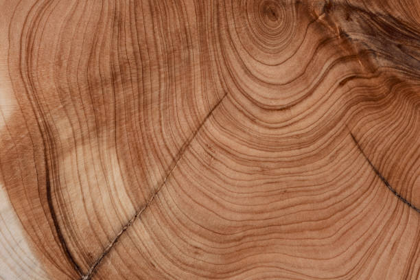 istock Wooden texture. Wood pattern for design and decoration. 1490956960