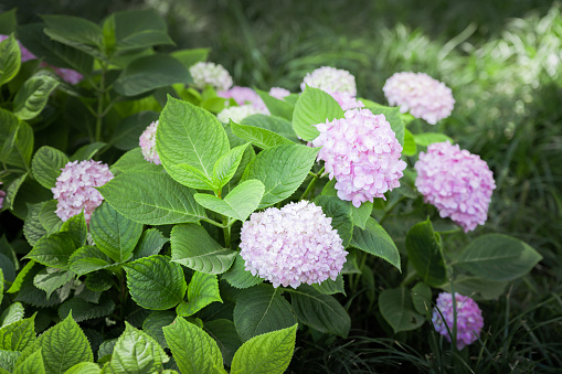 hydrangea