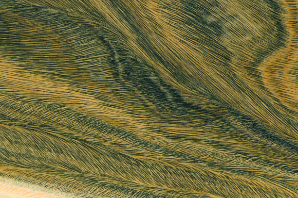 istock Green and brown PaloSanto wooden pattern. 1490957657