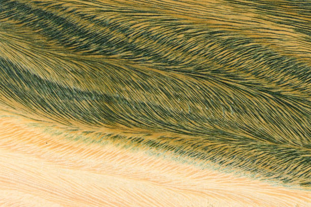 istock Green and brown PaloSanto wooden pattern. 1490957678