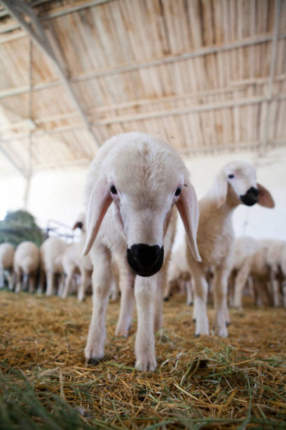 istock herd of lamb in the barn 1490958744