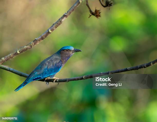 Indochinese Roller Stock Photo - Download Image Now - Bird, Color Image, Dharma