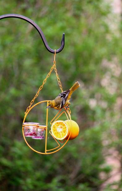 istock Female Oriole on Bird Feeder 1490960019