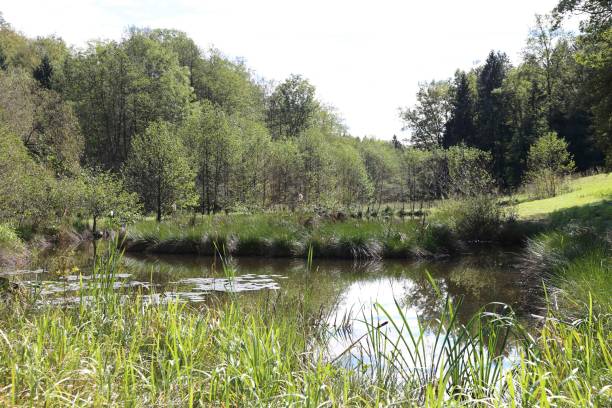 istock garden pond and natural landscape 1490960021