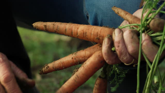 Close Up on a Mature Male Farmer's Hands Harvesting Quality Fresh Carrots Removed From Fertilized Soil in Ecological Farming Field. Bio Agriculture and Eco-friendly Farming Cultivation Concept