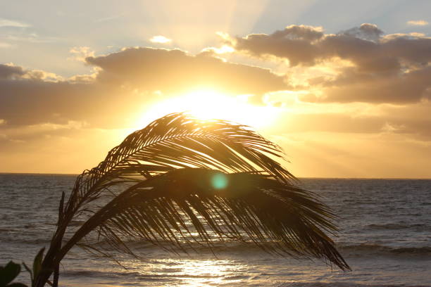 istock Palm trees and summer vacation 1490961325