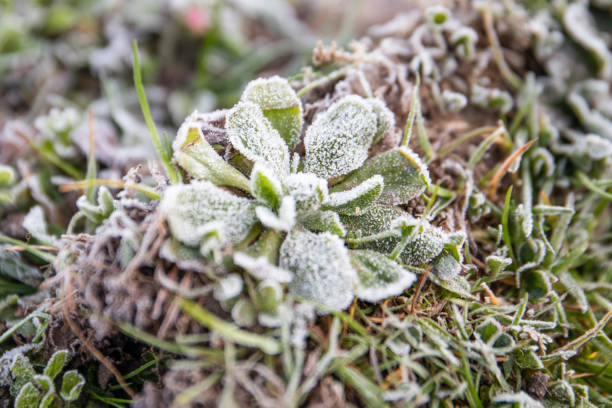 Green grass with morning frost and sun.