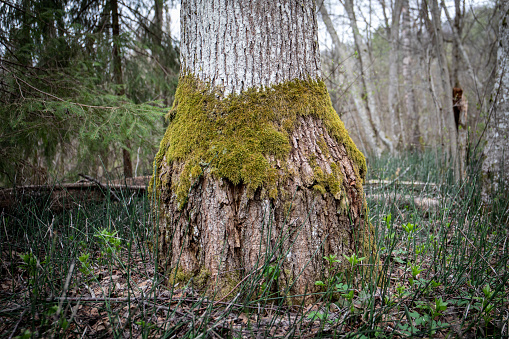 Tree trunk with moss at the base