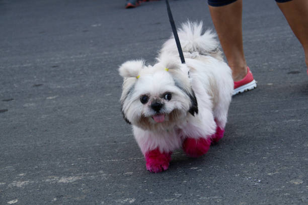 shih tzu on the wall
