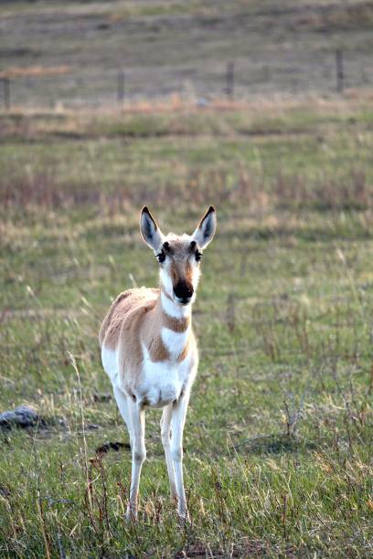 Pronghorn in the prairie