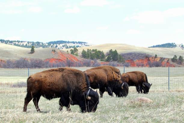 istock Buffalo in the Grassland 1490962769