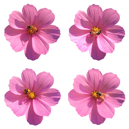 Four pink cosmos flowers and honeybee isolated on a white background with clipping path.