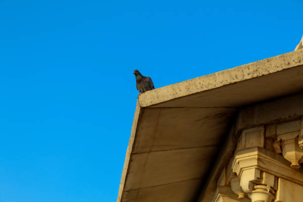 Lake view Little Pigeon looking through the wall bhopal lake stock pictures, royalty-free photos & images