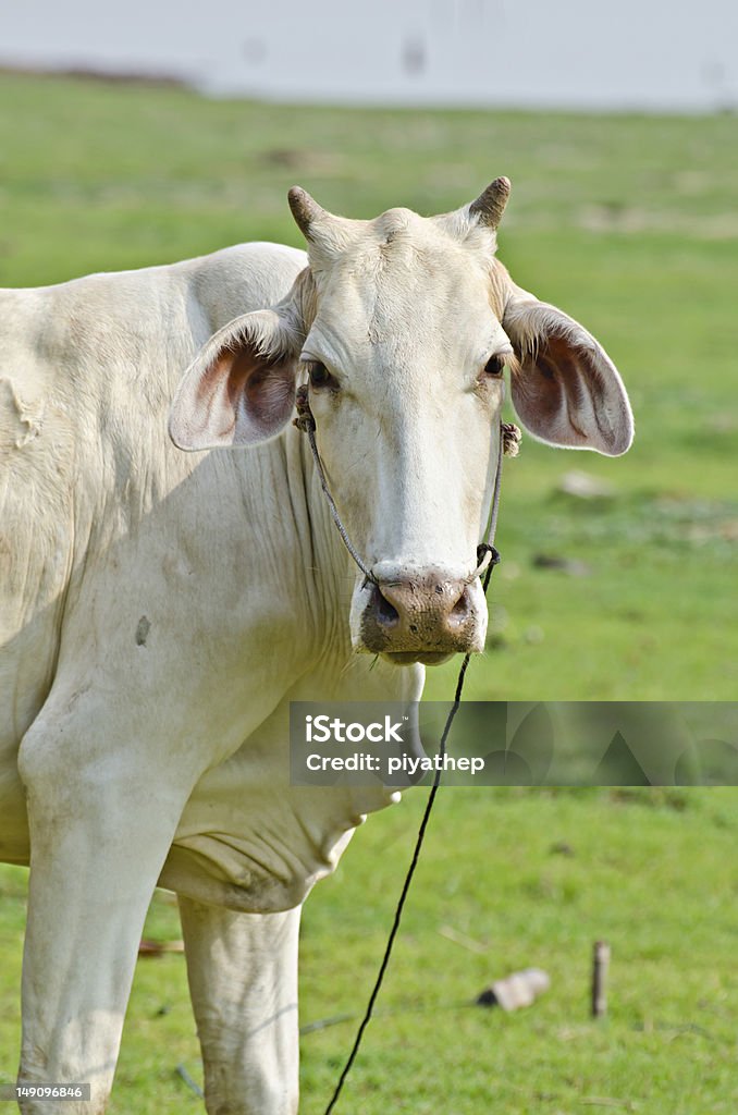 Vaca - Foto de stock de Aire libre libre de derechos