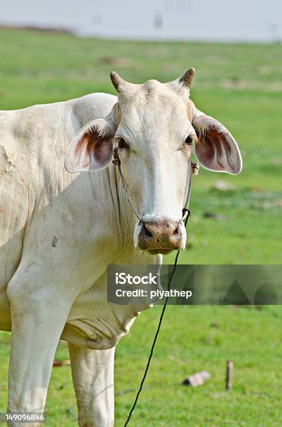 Vaca Foto de stock y más banco de imágenes de Aire libre - Aire libre, Animal, Blanco - Color