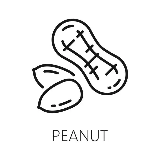 Vector illustration of Outline goober nut in husk, groundnut or peanut