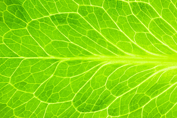 Fresh Green Leaf of Lettuce  / Super Macro stock photo