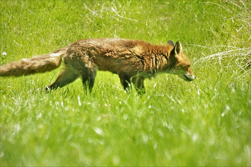 Cheeky Fox playing in the sun