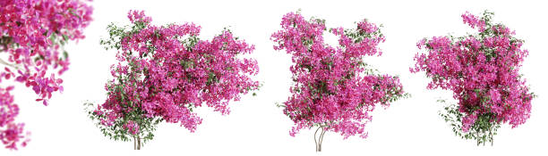 부겐빌레아 꽃 식물들, 투명한 배경에 분리되어 있다. 3d 렌더링. - bougainvillea 뉴스 사진 이미지