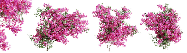 Set of Bougainvillea flower plants, isolated on transparent background. 3D render. 3D illustration.