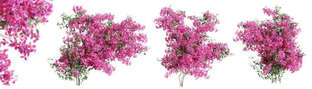 Set of Bougainvillea flower plants, isolated on transparent background. 3D render. 3D illustration.