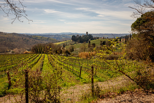Tuscany vineyard landscape at spring
