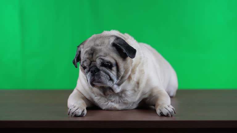 Cute Old Pug Lays on Table Green Screen