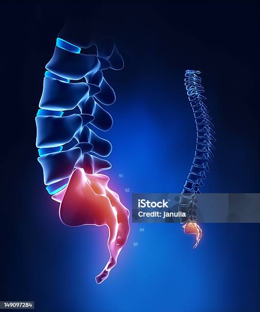 脊椎仙骨部の関心部位となるように X 線青 - ヘルスケアと医療のストックフォトや画像を多数ご用意 - ヘルスケアと医療, マクロ撮影, 人体構造