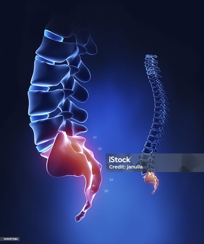 Coluna Região sacra anatomia em azuis raios x - Foto de stock de Anatomia royalty-free