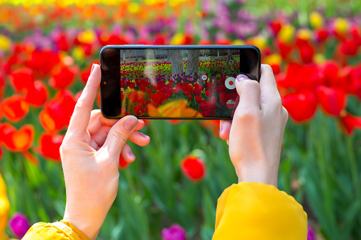 Shooting tulip flowers on a smartphone, a mobile phone in the hands of a woman photographs flowers.
