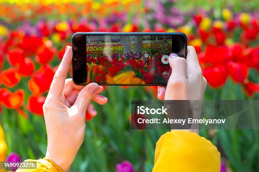 istock Shooting tulip flowers on a smartphone, a mobile phone in the hands of a woman photographs flowers 1490973276