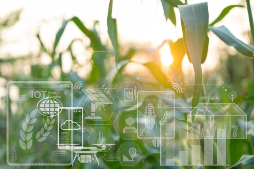 Growing corn in agricultural farm planted with technology, Smart farming with IoT, infographics. precision agriculture 4.0, modern technologies in agriculture, breed development, quality control