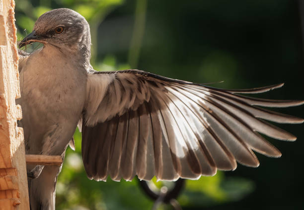 istock A Northern Mockingbird on the peanut butter bird feeder 1490975533