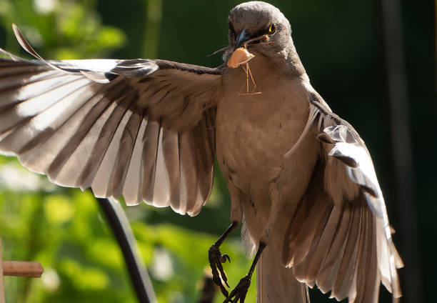 istock A Northern Mockingbird on the peanut butter bird feeder 1490975544
