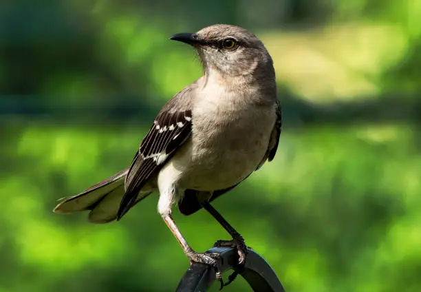 Photo of A Northern Mockingbird on the peanut butter bird feeder