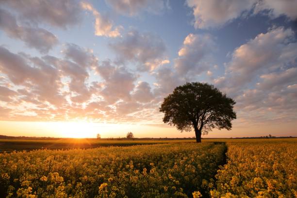 istock Oak tree in field at sunrise 1490975601