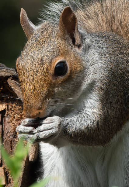 A Squirrel arrives on the backyard deck with a peanut snack