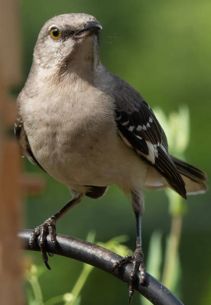 istock A Northern Mockingbird on the peanut butter bird feeder 1490975700